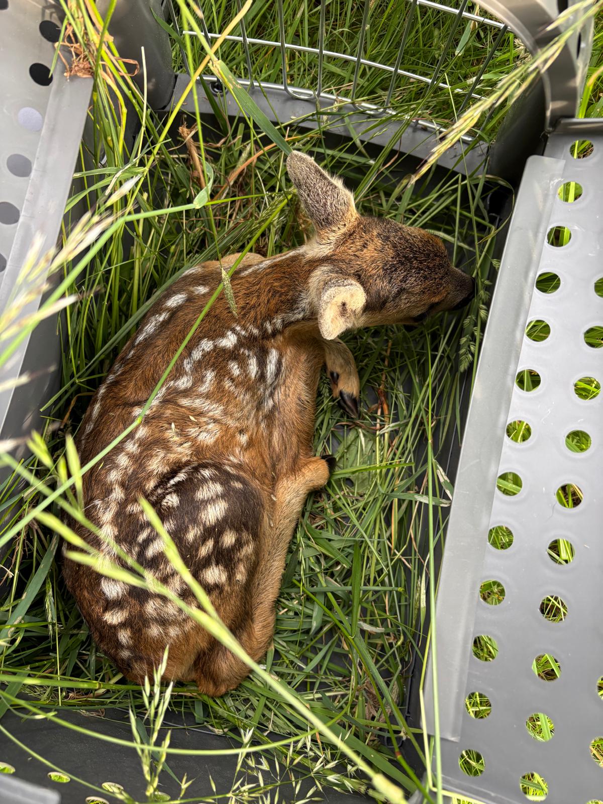 Rehkitz mit Flecken liegt in einem Korb mit hohem Gras, Österreich